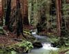 montgomery-woods-state-reserve_california.jpg